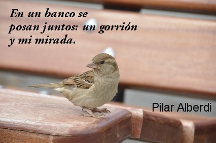Gorrión
